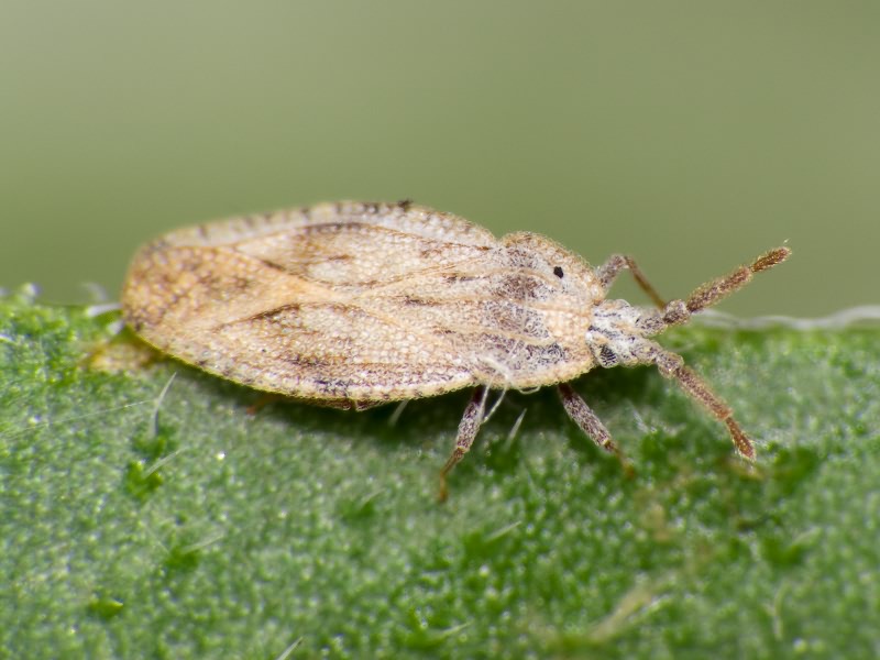 Tingis (Tingis) crispata (Herrich-Schäffer, 1838)